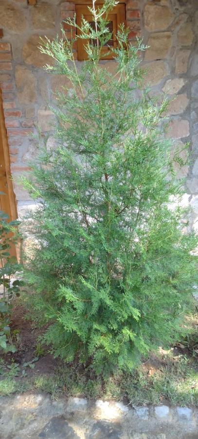 Villa Old House Bn Bitola Bagian luar foto